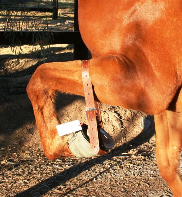 Leg Restraints Training of the Horse