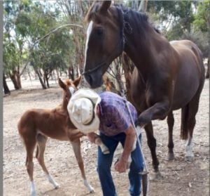 Halter Starting the Foal (Downloadable)
