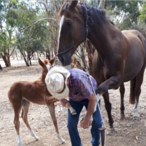 Halter Start your Foal early!!