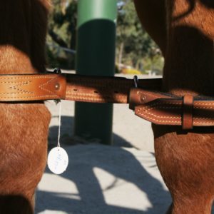 Leg Restraints Training of the Horse