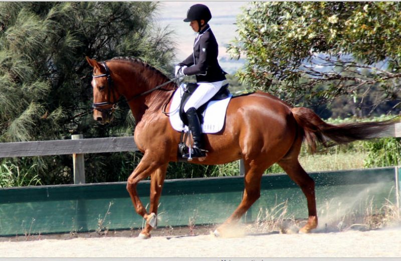 Horseproblems Running Reins System