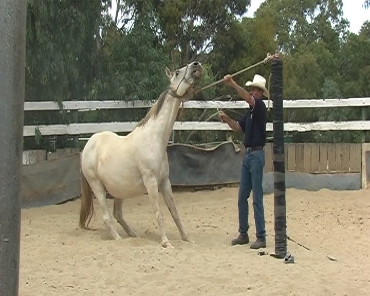 Tying Up The Horse Horseproblems Australia