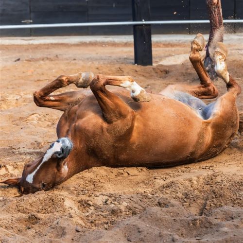 Horse-death 